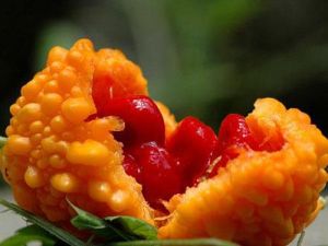 金鈴子散 金鈴子散