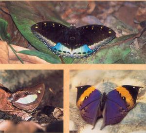 黑角律蛺蝶 ——上圖