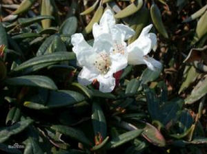 平臥長軸杜鵑 平臥長軸杜鵑