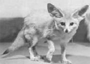 Smooth Coat Chihuahua Smooth Coat Chihuahua