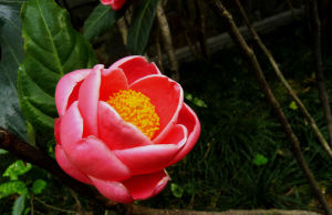 越南抱莖山茶 越南抱莖山茶