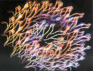 （圖）生殖細胞