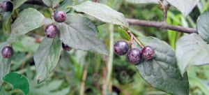 網脈栒子 網脈栒子