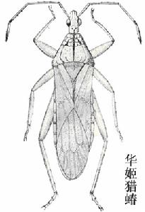 華姬獵蝽 華姬獵蝽