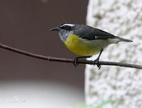 曲嘴森鶯 曲嘴森鶯