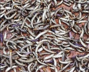 山杯蟲屬 山杯蟲屬