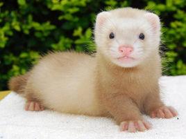 安格魯貂 安格魯貂