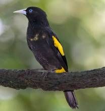 黃翅酋長鸝 黃翅酋長鸝