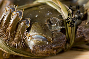 中華蟹網 中華蟹網