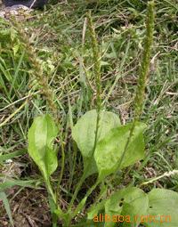 （圖）車前草茶
