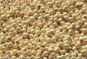 蓮子的功效與作用 蓮子的功效與作用