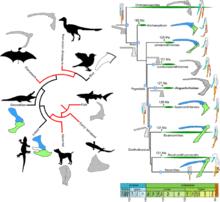 烏喙骨演化簡圖；中生代鳥類系統樹揭示肩帶和手部骨骼的演化階段