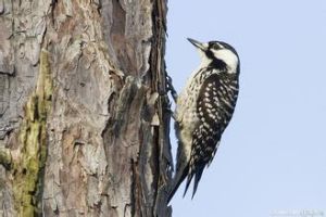 紅頂啄木鳥 紅頂啄木鳥