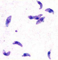 貓窩寄生蟲 貓窩寄生蟲