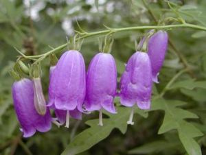 多歧沙參 多歧沙參