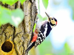 蘇拉威西啄木鳥 蘇拉威西啄木鳥