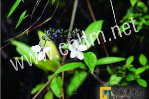 白皮繡球 白皮繡球