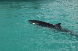 小抹香鯨 小抹香鯨