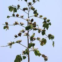 國欣棉11 國欣棉11