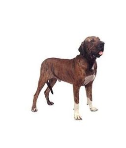 菲拉.巴西里羅犬 菲拉.巴西里羅犬