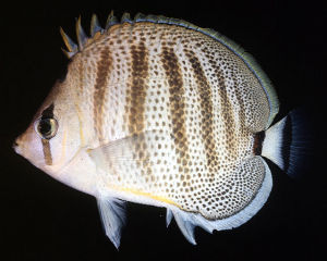 多帶蝴蝶魚 多帶蝴蝶魚