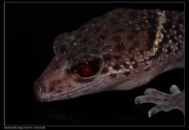 海南瞼虎 海南瞼虎