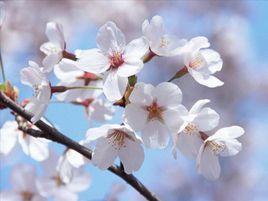 日本櫻花主題 日本櫻花主題