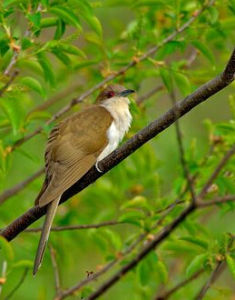 小黑鴉鵑 小黑鴉鵑