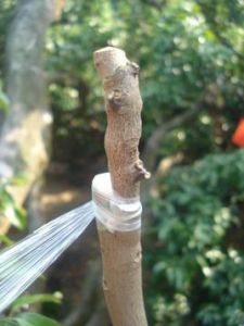 果樹嫁接 果樹嫁接