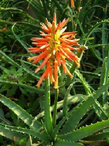 中華蘆薈 中華蘆薈