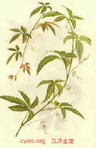 五爪金龍(原變種) 五爪金龍(原變種)