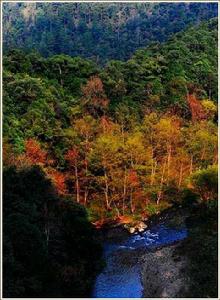 湖南金童山國家級自然保護區 湖南金童山國家級自然保護區