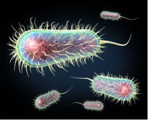 腸桿菌科 腸桿菌科