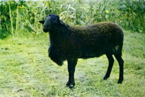 寧蒗黑綿羊