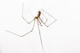 家幽靈蛛 家幽靈蛛