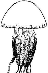 陳嘉庚水母 陳嘉庚水母