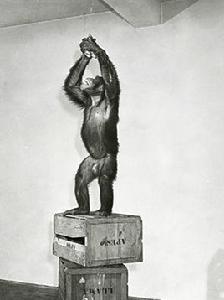 苛勒的經典實驗 苛勒的經典實驗