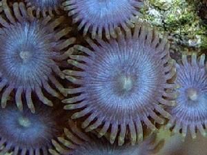 棕綠紐扣珊瑚