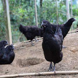 興文烏骨雞 興文烏骨雞