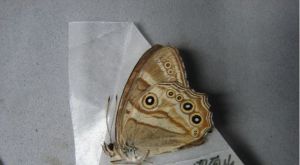 奇紋黛眼蝶 奇紋黛眼蝶