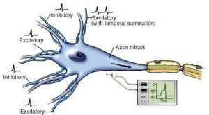 興奮性突觸後電位