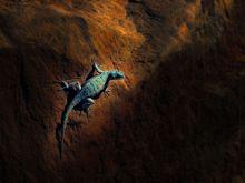 美國茲昂國家公園蜥蜴