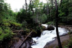 長白山地下森林 長白山地下森林