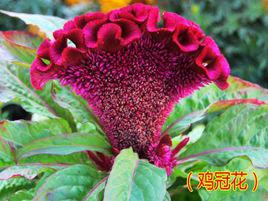 雞冠花[羅鄴的詩《雞冠花》]