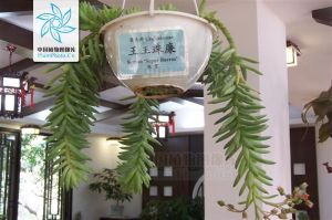 合景天屬 合景天屬