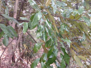 紅背甜櫧 紅背甜櫧