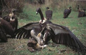 印度白背兀鷲 印度白背兀鷲
