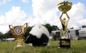 在選美大賽中亮相的臭鼬