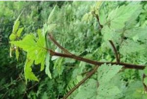 毛梗紅毛五加（變種）