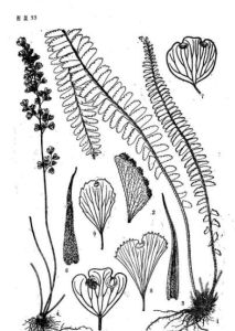 隴南鐵線蕨（原變種）